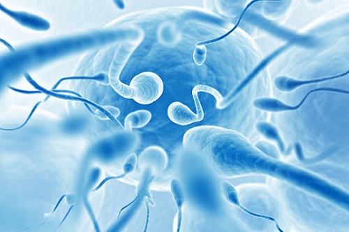Az aktív spermák aránya a koncepcióhoz. Spermogram: Normál és dekódolási eredmények